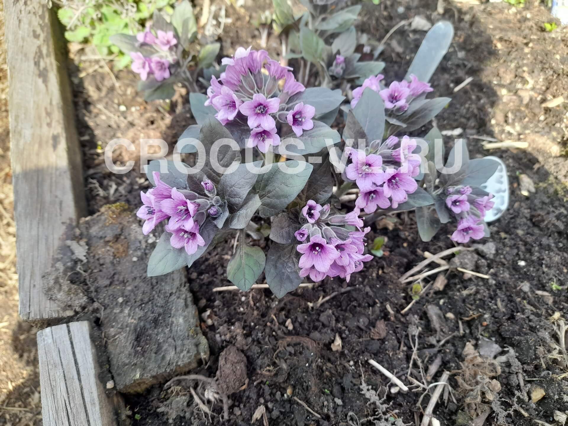 Пузырница физалисовая